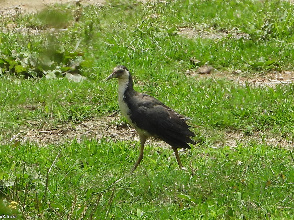 White-breasted Waterhen - juee khopkar