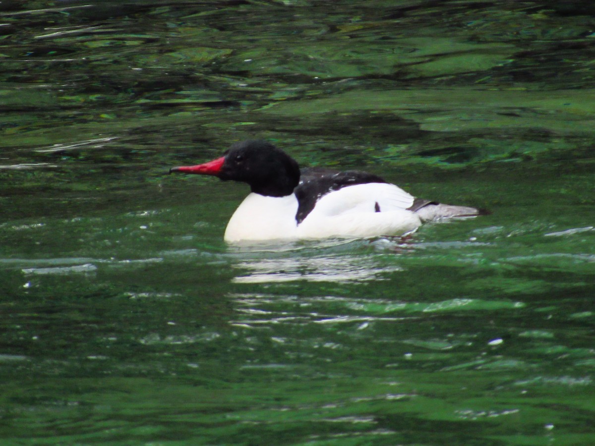 Common Merganser (North American) - ML619520067