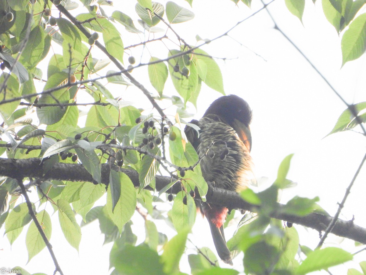 Great Barbet - juee khopkar