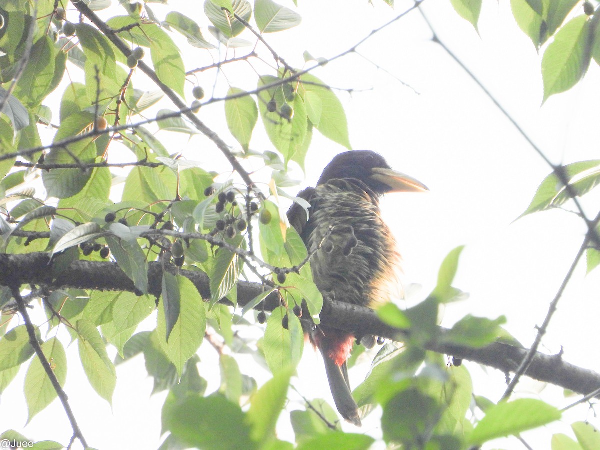 barbet velký - ML619520070