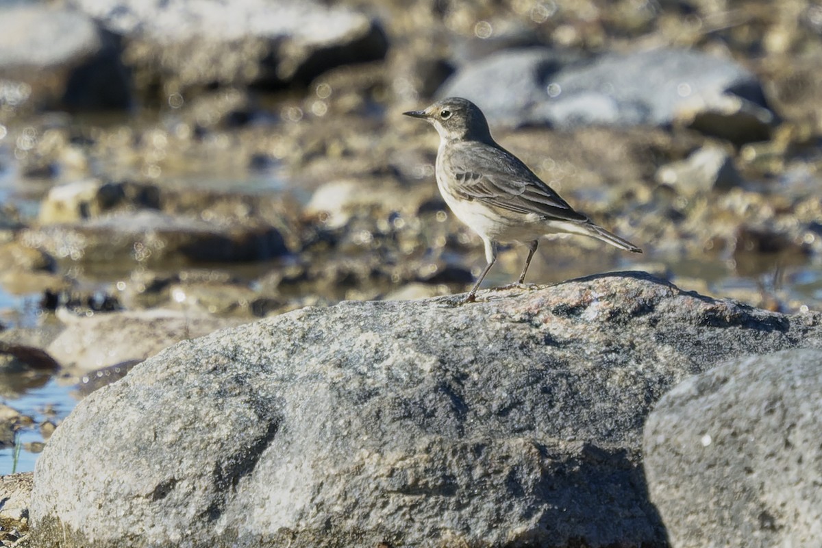 American Pipit - Roy Chatburn