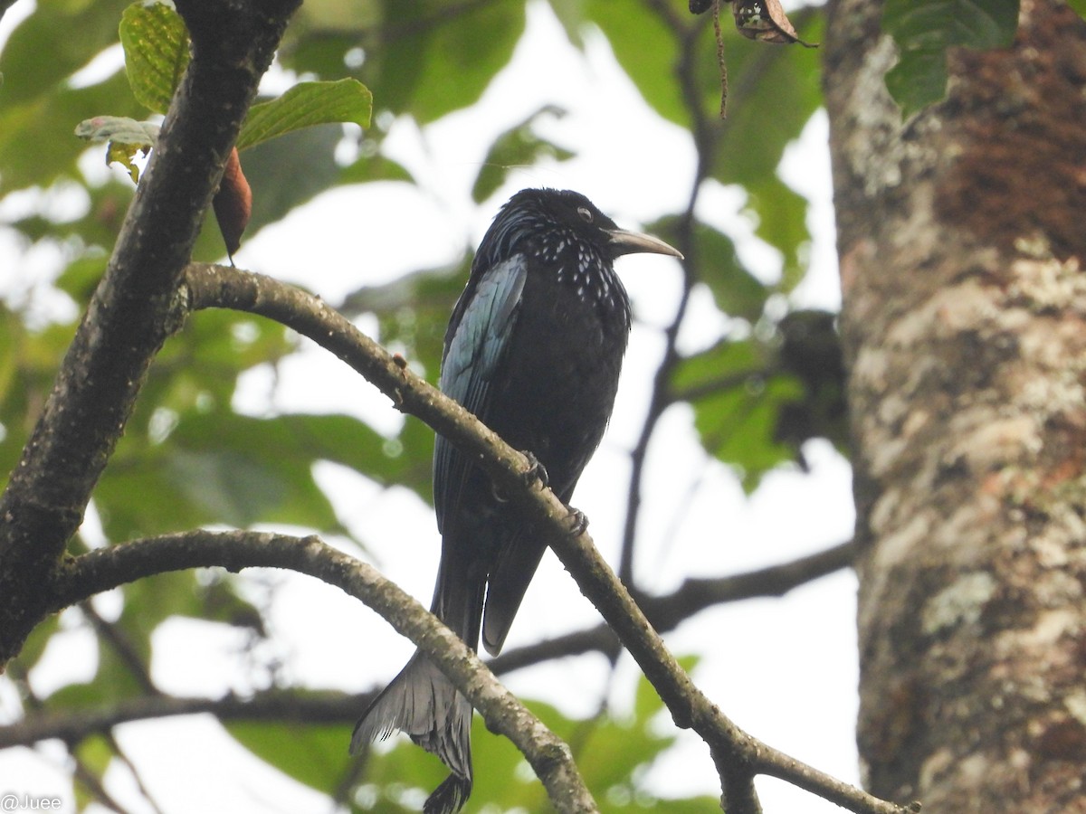 Hair-crested Drongo (Hair-crested) - ML619520074