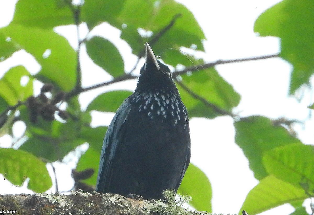 Hair-crested Drongo (Hair-crested) - juee khopkar