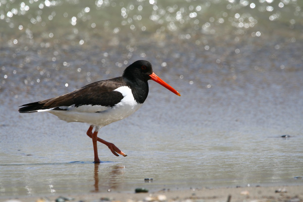 Eurasian Oystercatcher - Elan Federico Zucchetti