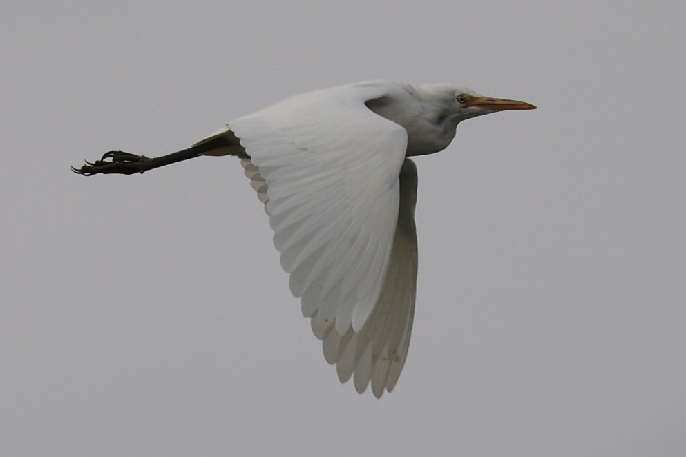 Eastern Cattle Egret - Jim Norris