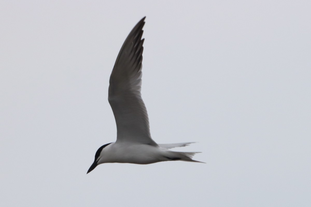 Gull-billed Tern - David Morrison