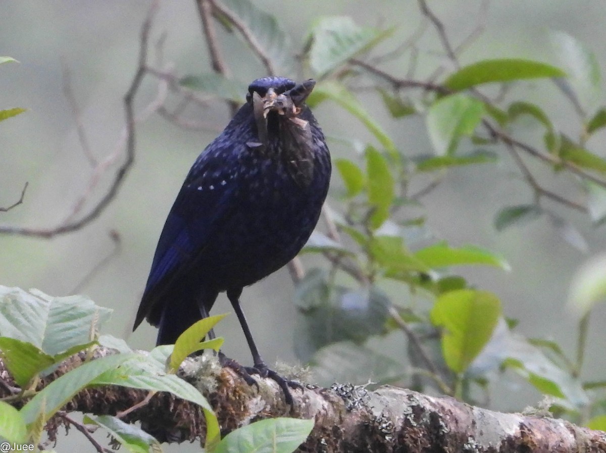 Blue Whistling-Thrush - juee khopkar