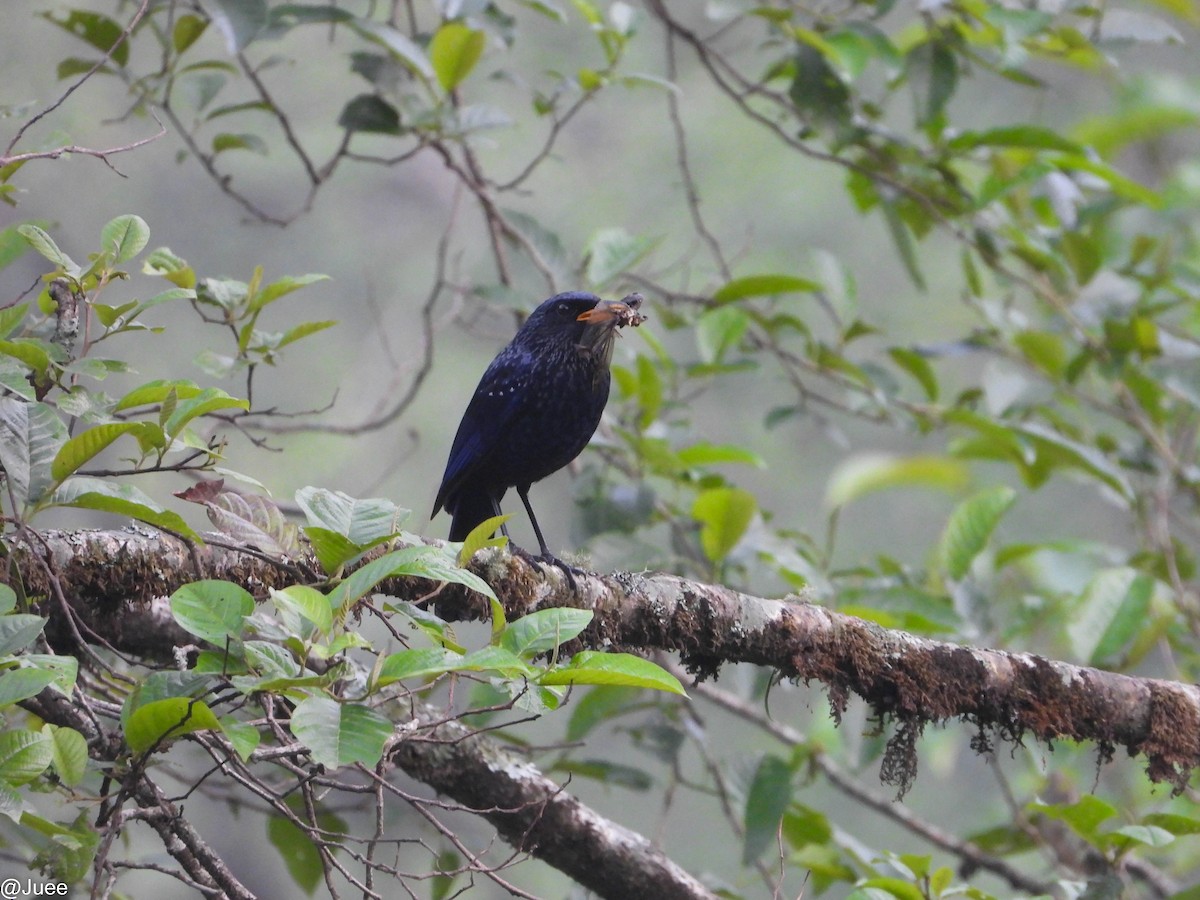 Blue Whistling-Thrush - juee khopkar