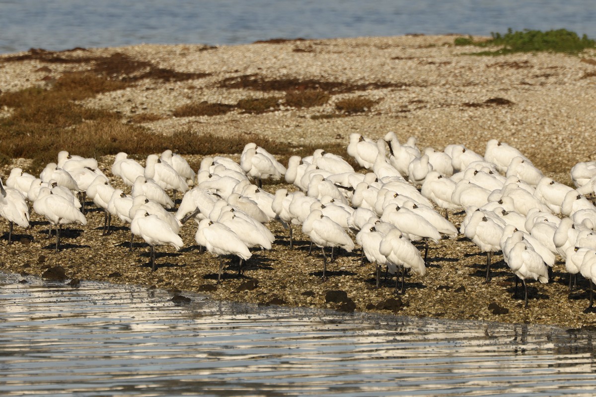 Royal Spoonbill - John Mills