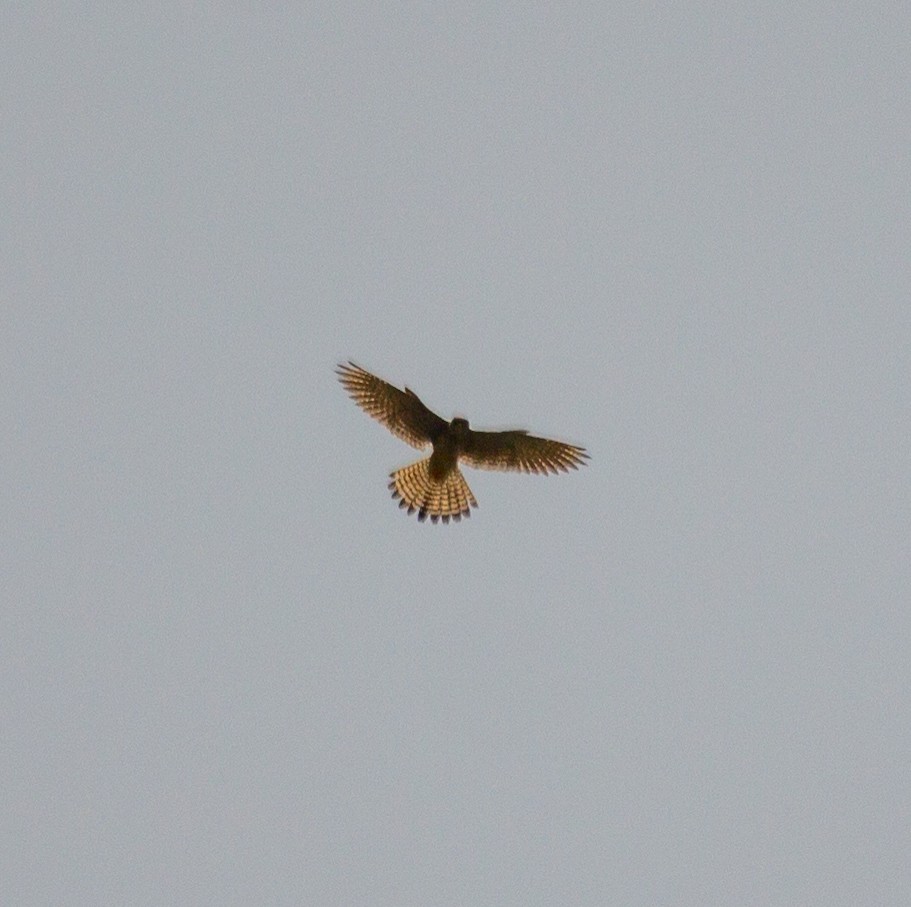 Eurasian Kestrel - Rail Whisperer