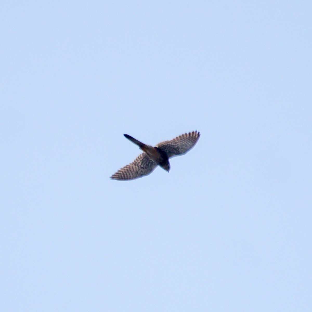 Eurasian Kestrel - Rail Whisperer