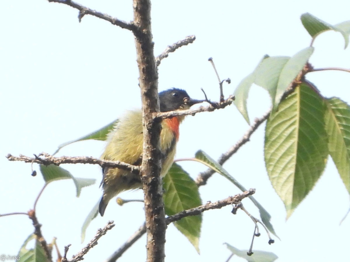 Fire-breasted Flowerpecker - juee khopkar