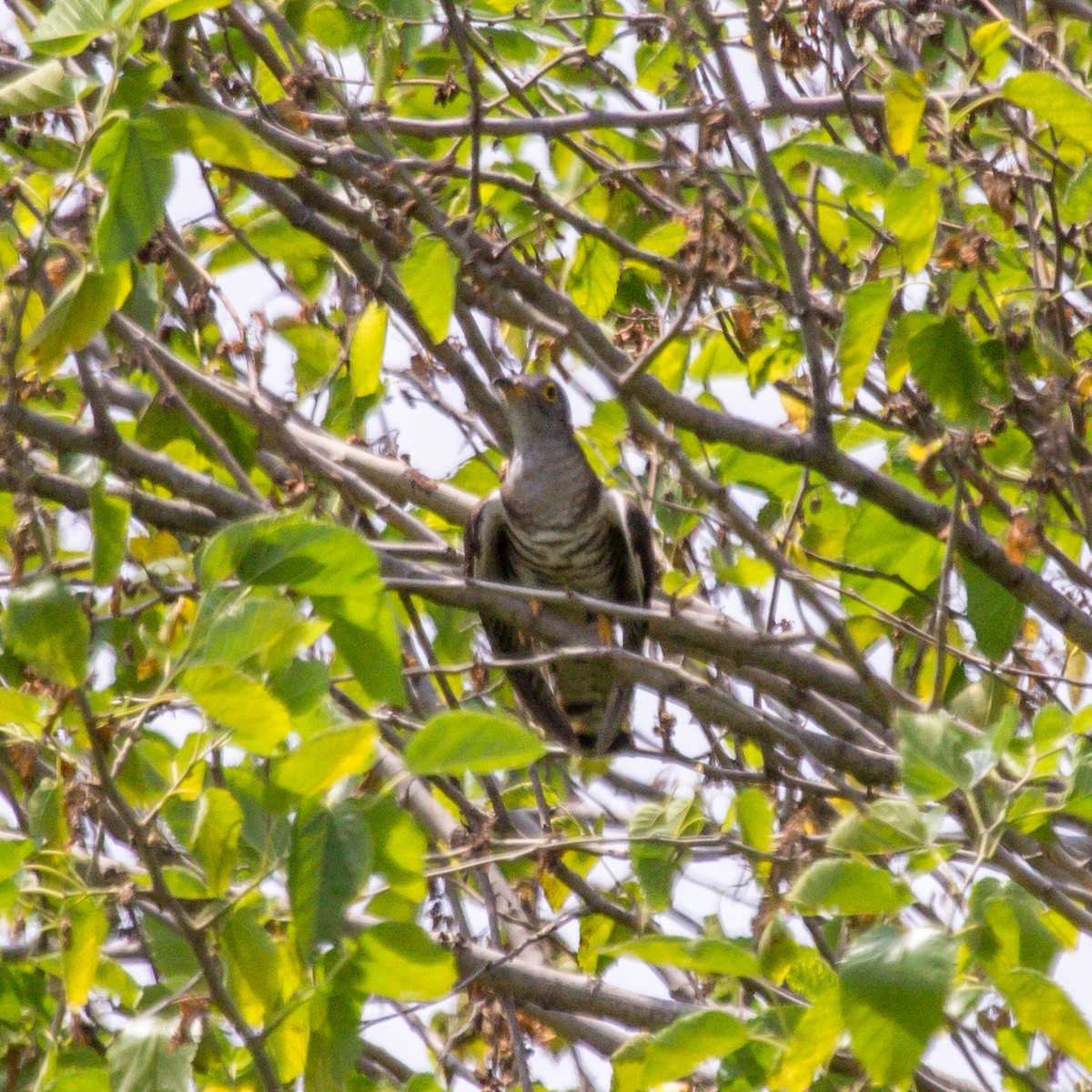 Indian Cuckoo - Rail Whisperer