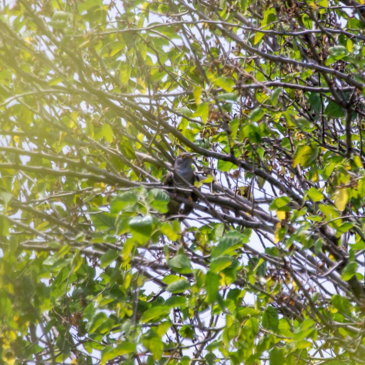 Indian Cuckoo - Rail Whisperer