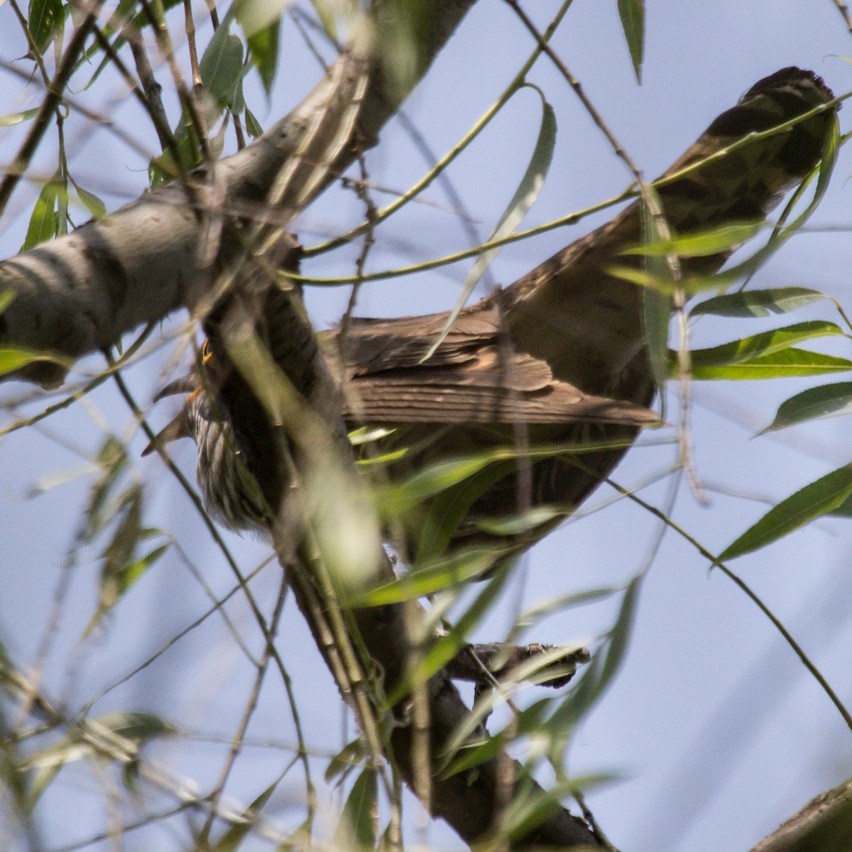 Indian Cuckoo - Rail Whisperer