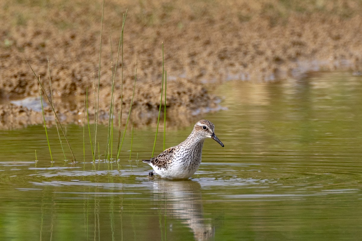 White-rumped Sandpiper - Phil Lehman