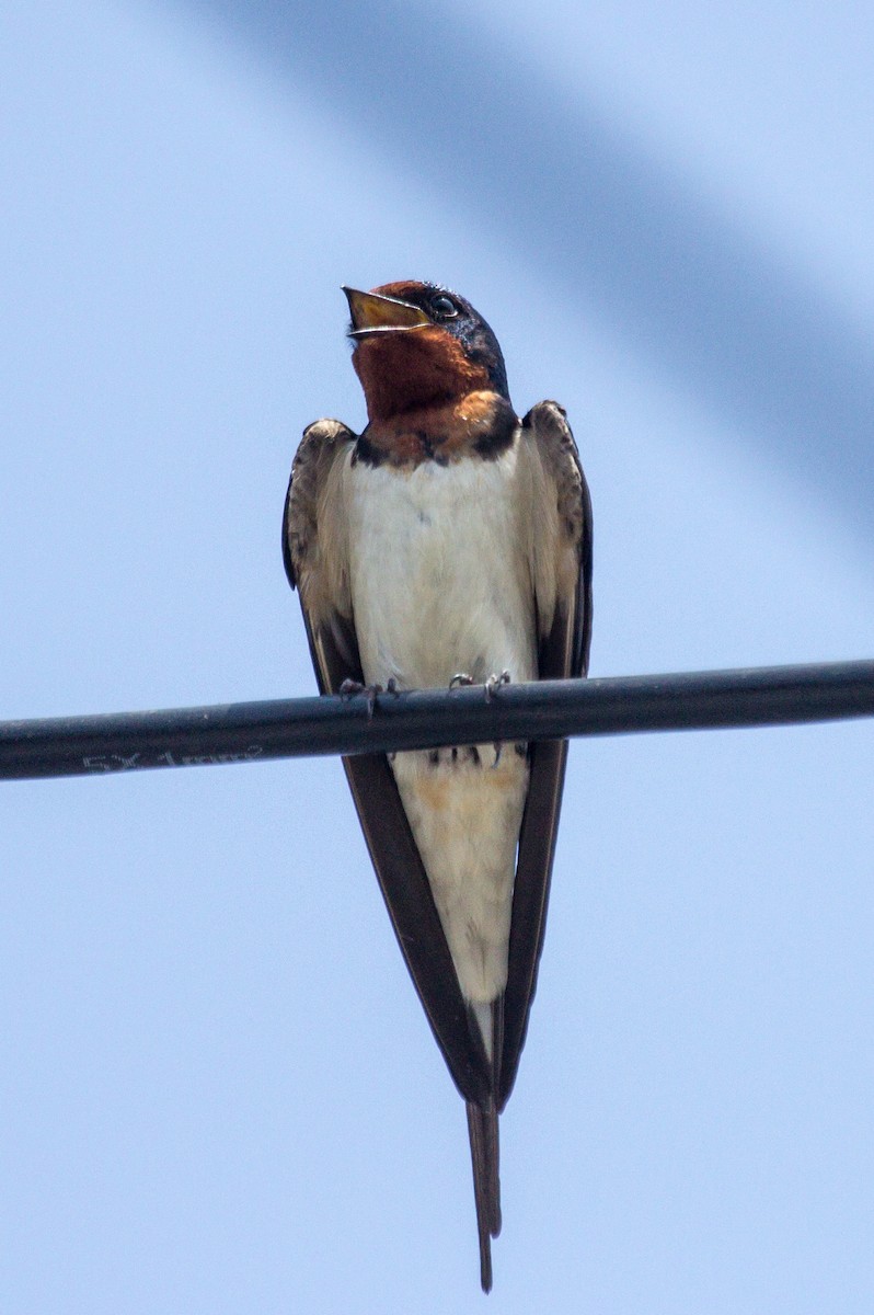 Barn Swallow - Rail Whisperer