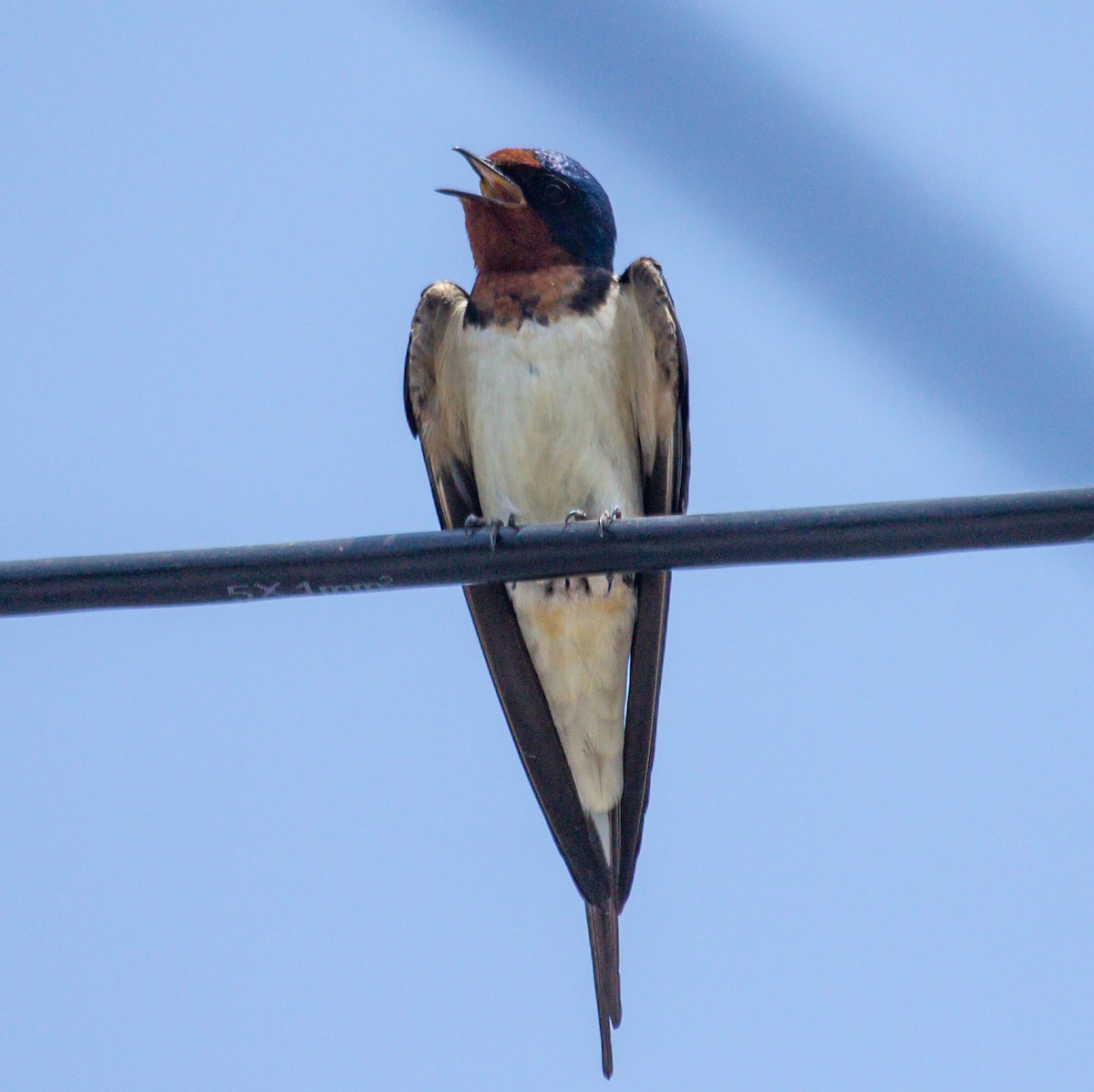Barn Swallow - Rail Whisperer