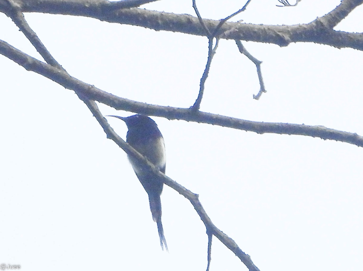 Black-throated Sunbird - juee khopkar