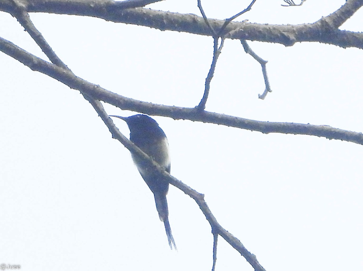 Black-throated Sunbird - juee khopkar