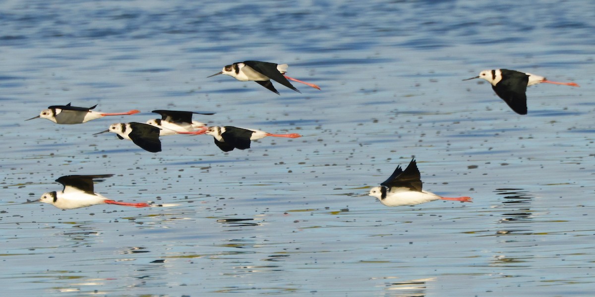 Pied Stilt - John Mills