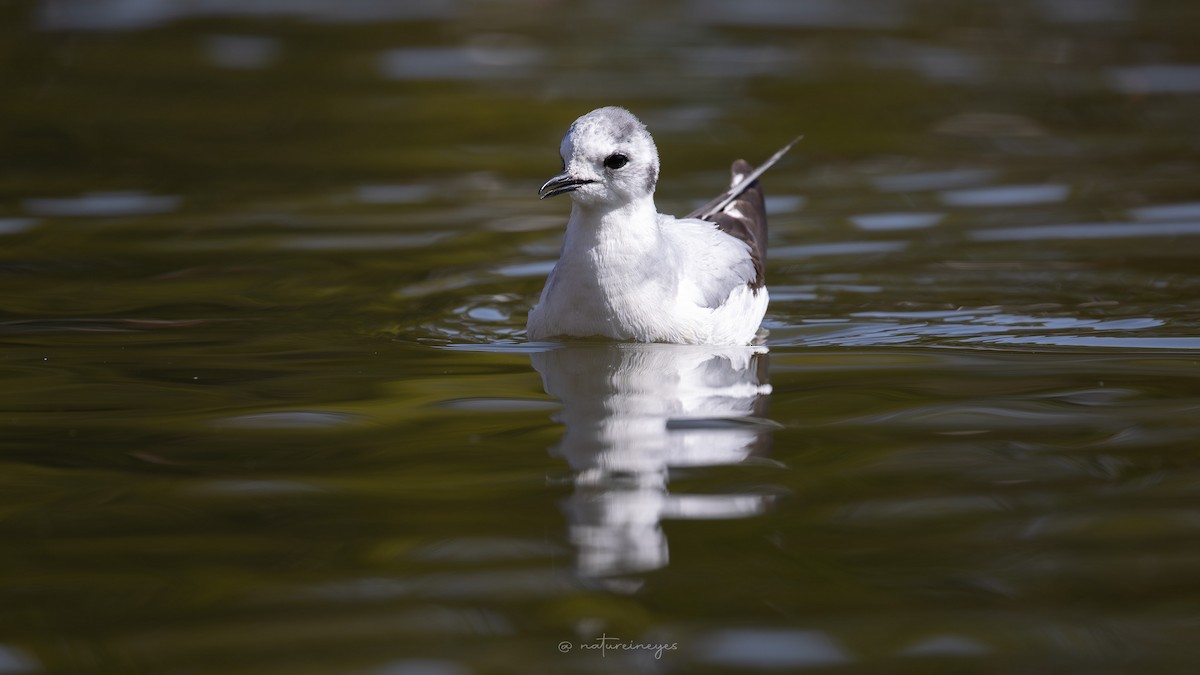 Little Gull - ML619520126