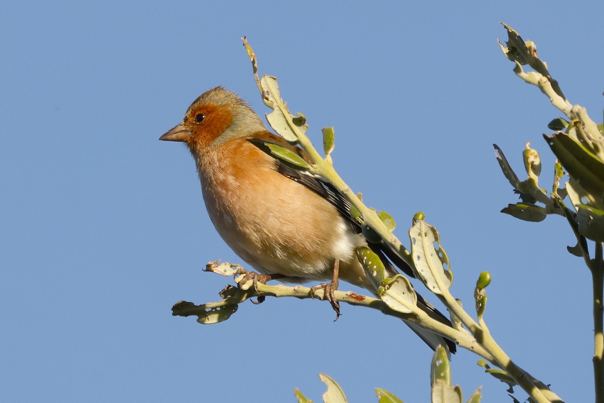 Common Chaffinch - John Mills