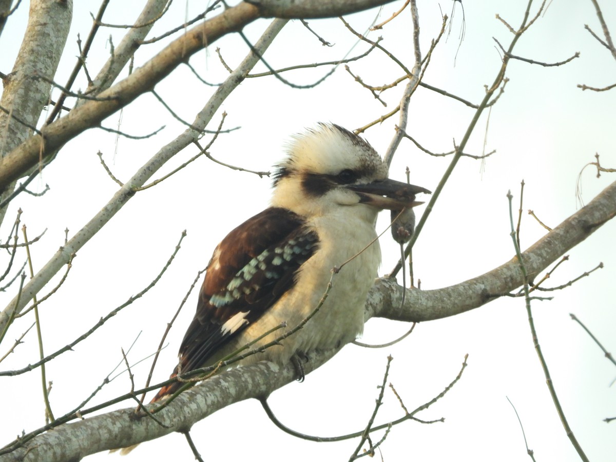 Laughing Kookaburra - Greg and Georgie Shaw