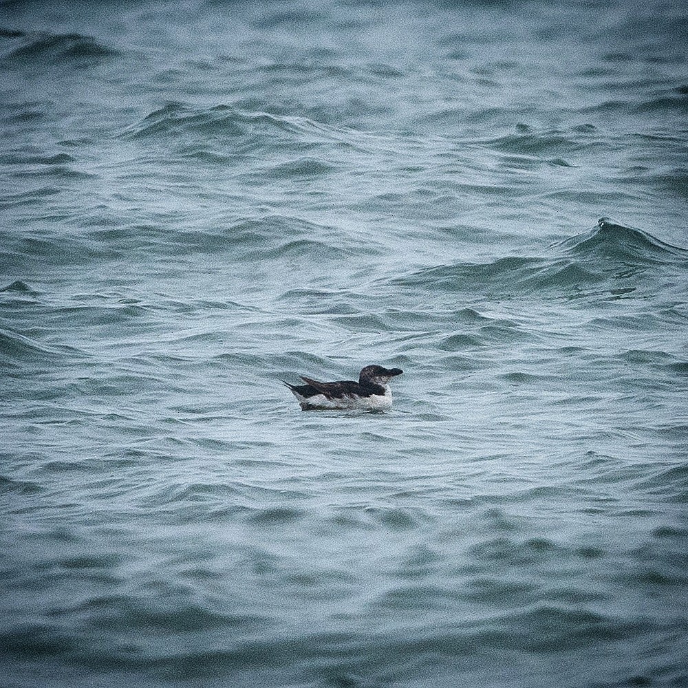 Razorbill - Mounir El Beidori