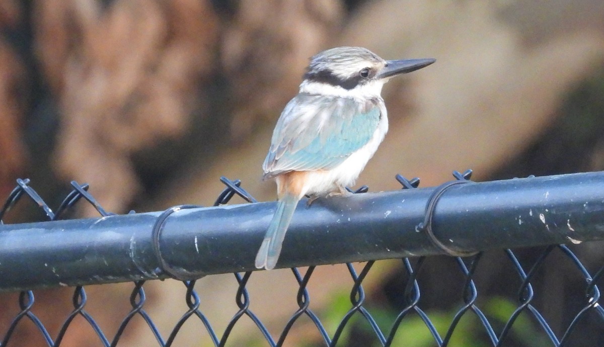 Red-backed Kingfisher - Greg and Georgie Shaw