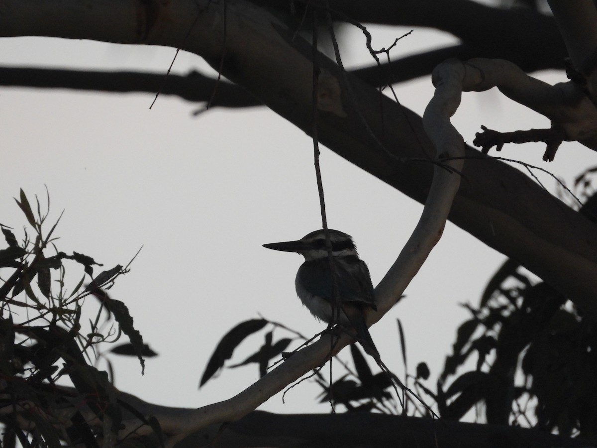 Red-backed Kingfisher - Greg and Georgie Shaw