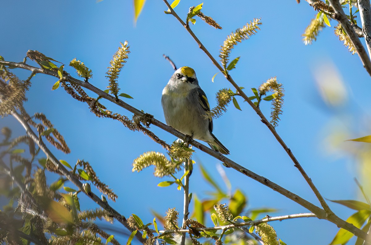 Brewster's Warbler (hybrid) - Lori Monska