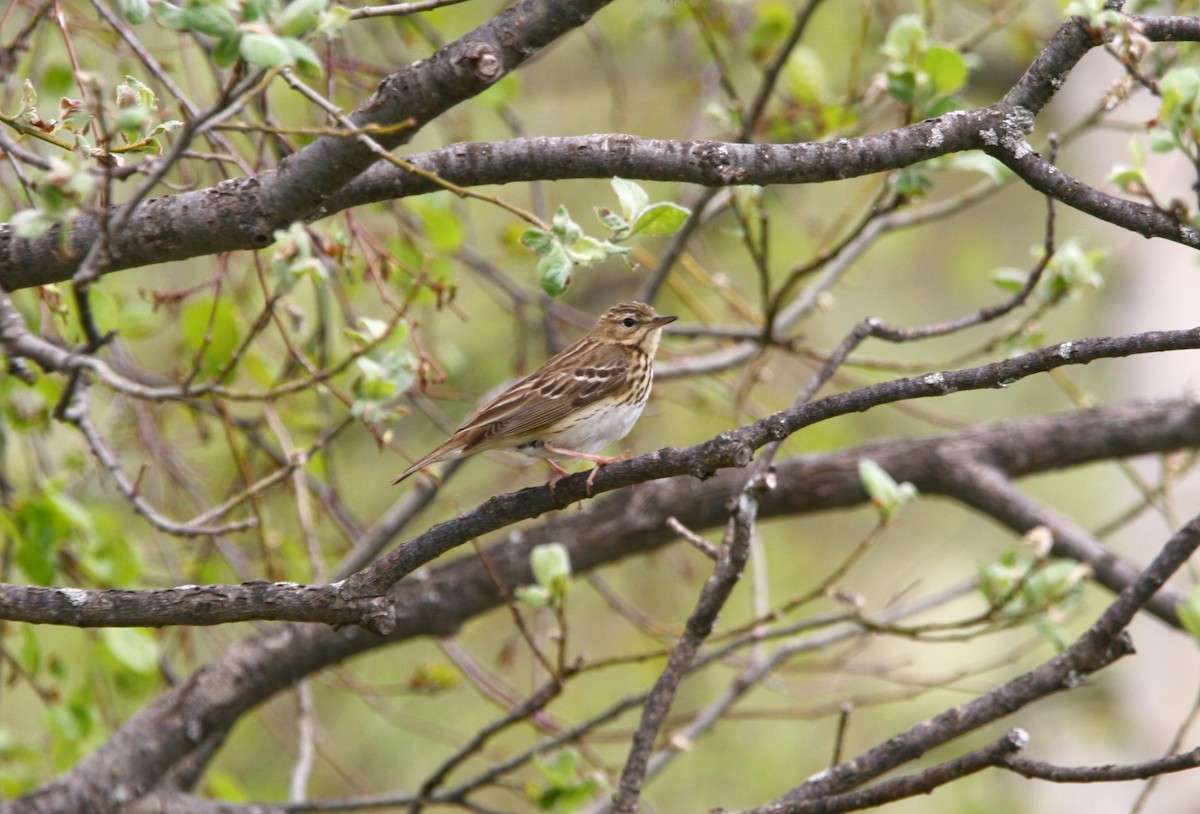 Tree Pipit - Elan Federico Zucchetti