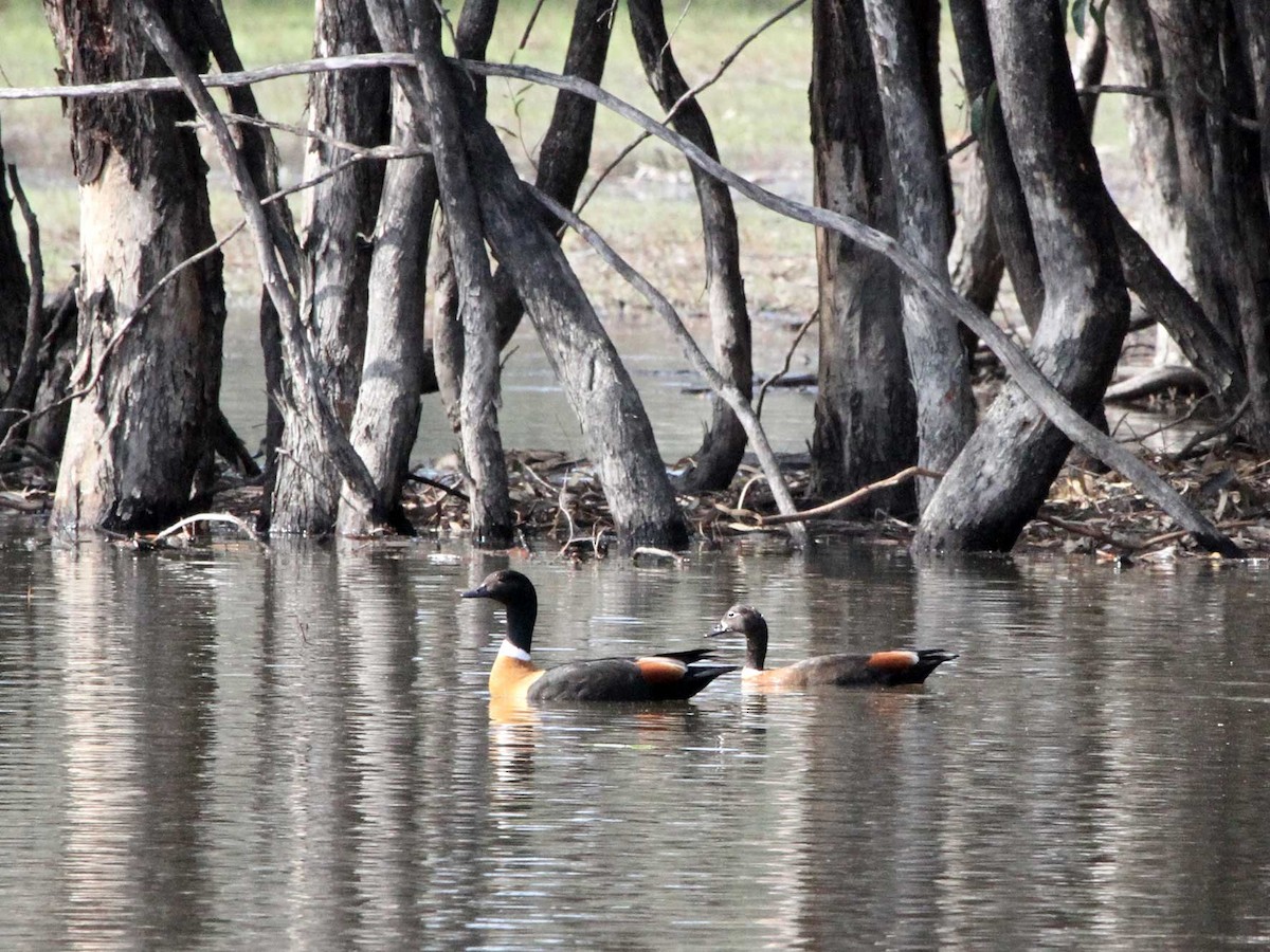 Australian Shelduck - Mel Mitchell