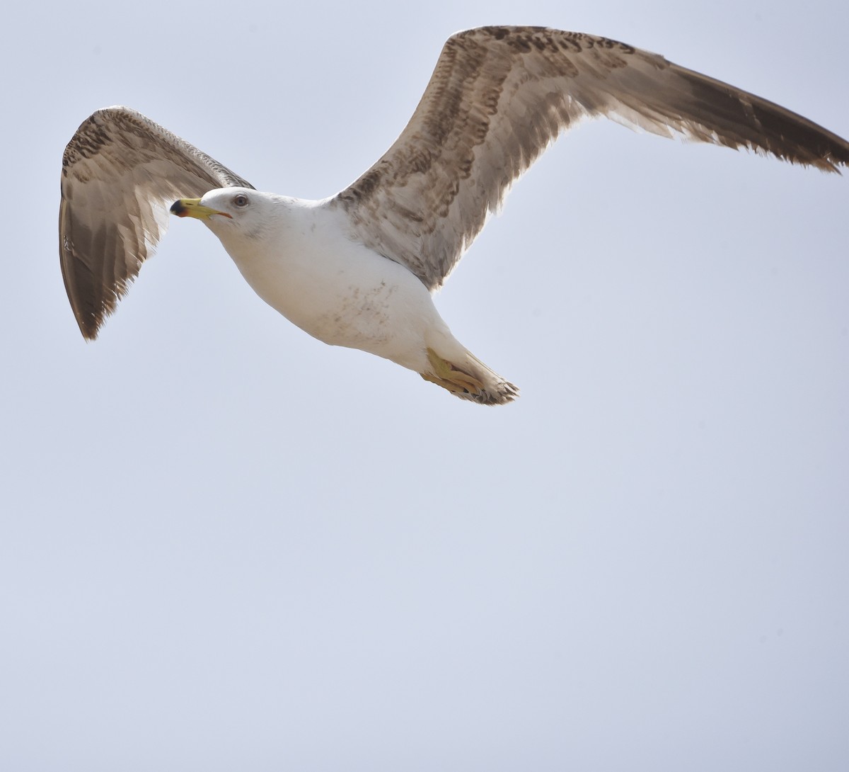 Yellow-legged Gull - Mounir El Beidori