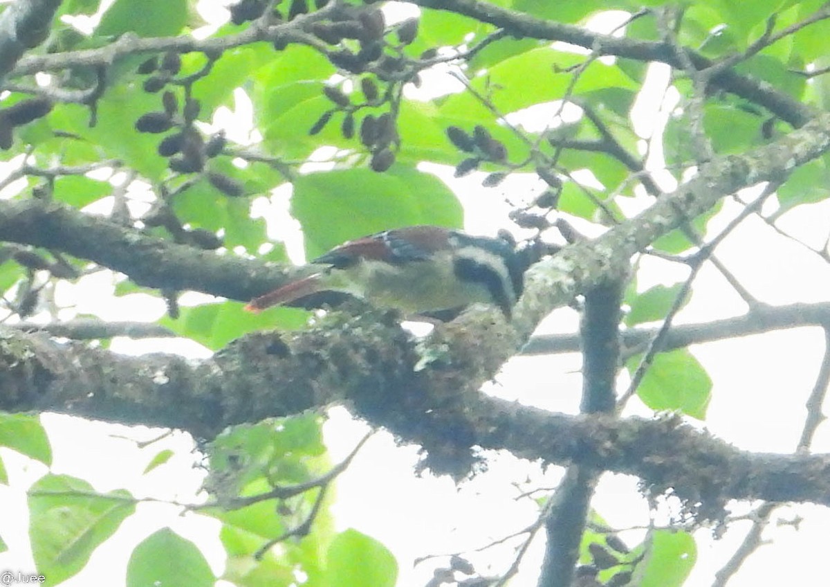 Red-tailed Minla - juee khopkar