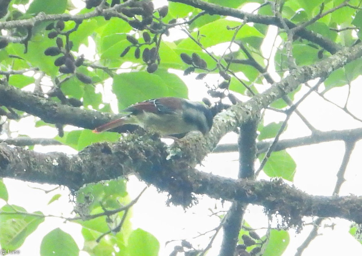 Red-tailed Minla - juee khopkar