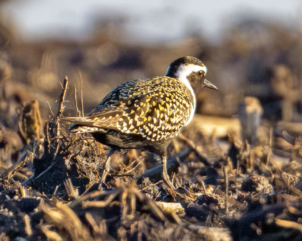 American Golden-Plover - Greg Courtney