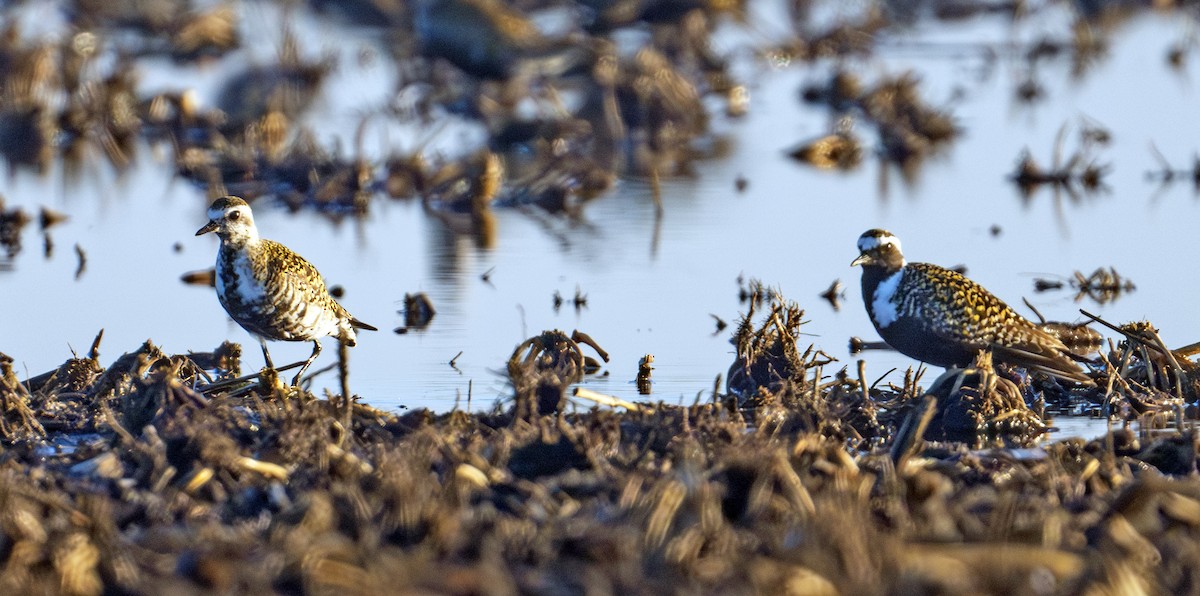 American Golden-Plover - Greg Courtney