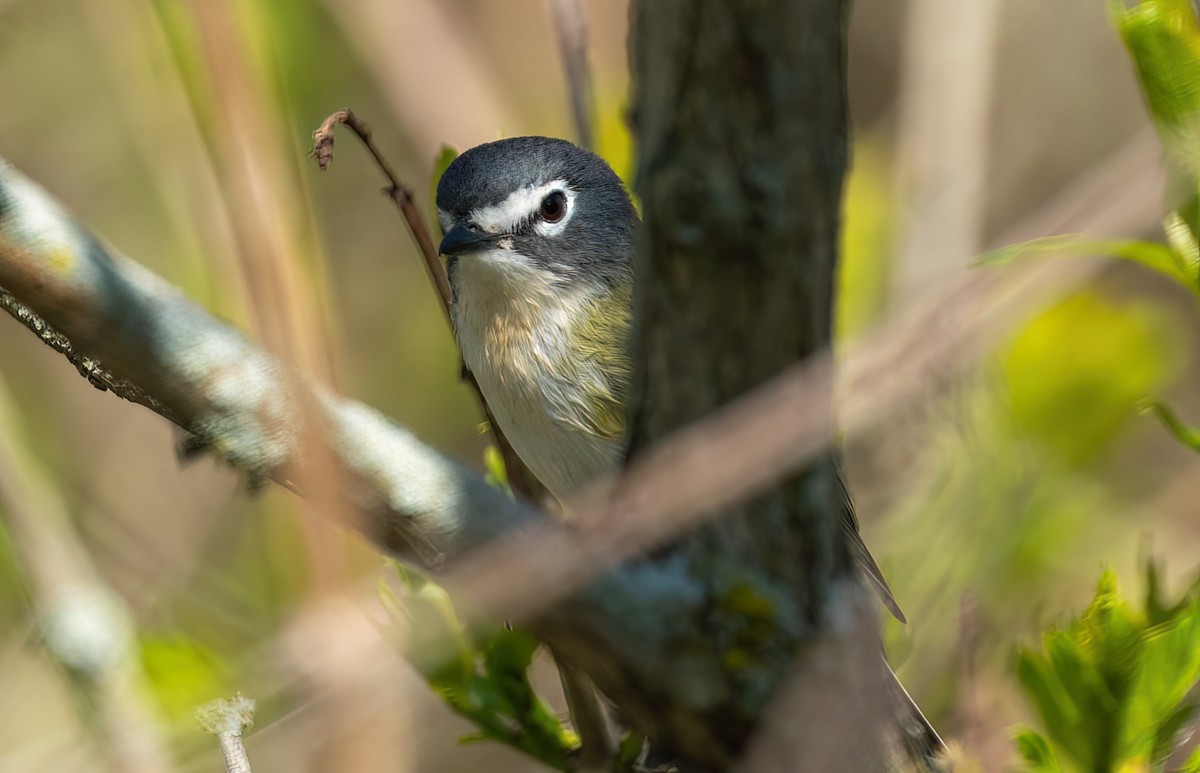 Blue-headed Vireo - Lori Monska