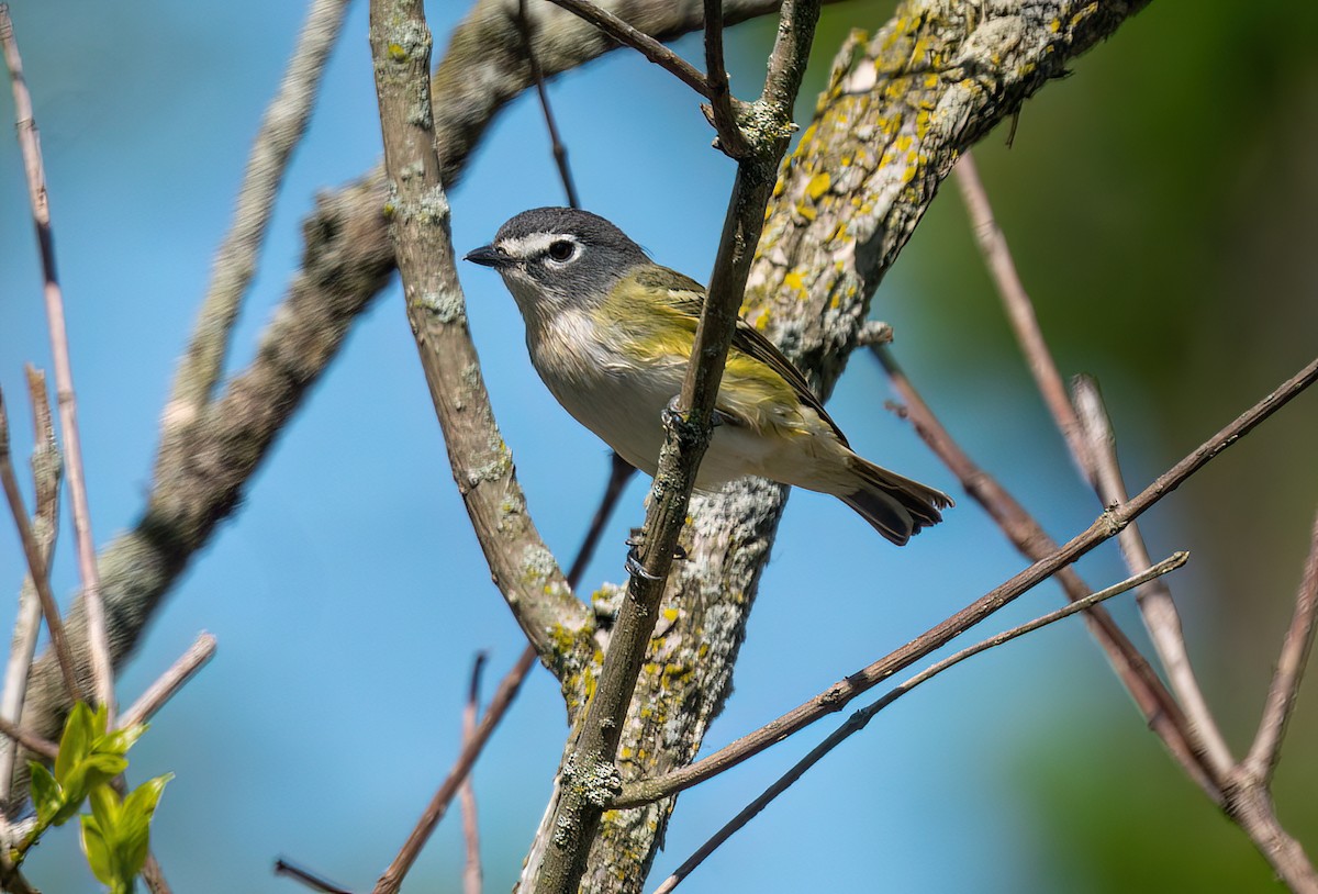 Blue-headed Vireo - Lori Monska