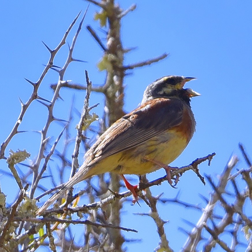 Cirl Bunting - Mounir El Beidori