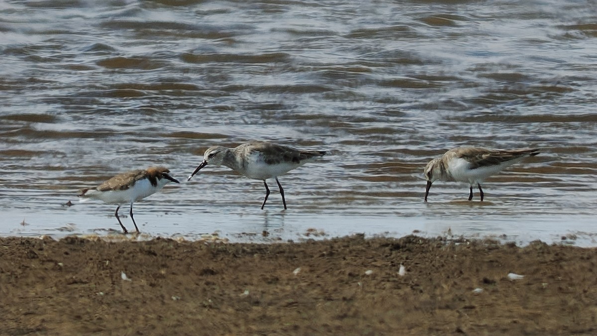 Curlew Sandpiper - Len and Chris Ezzy