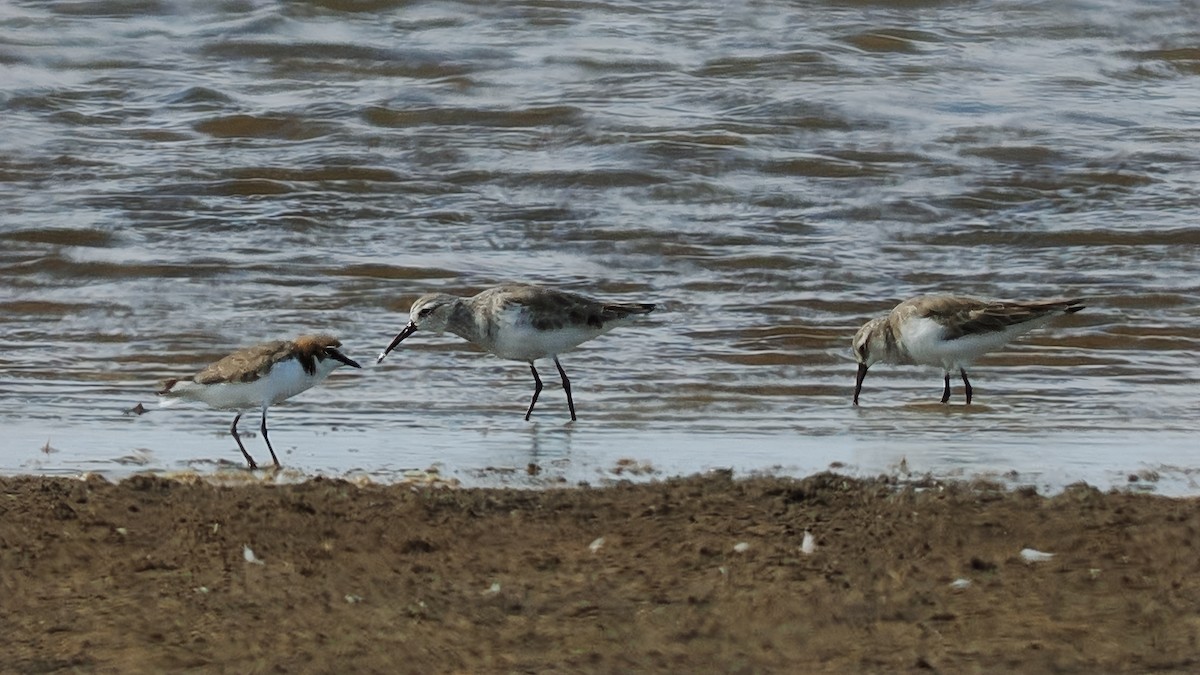 Curlew Sandpiper - ML619520185