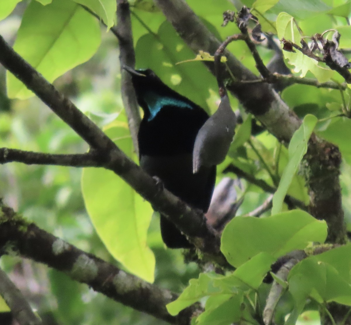 Victoria's Riflebird - Sue Beatty