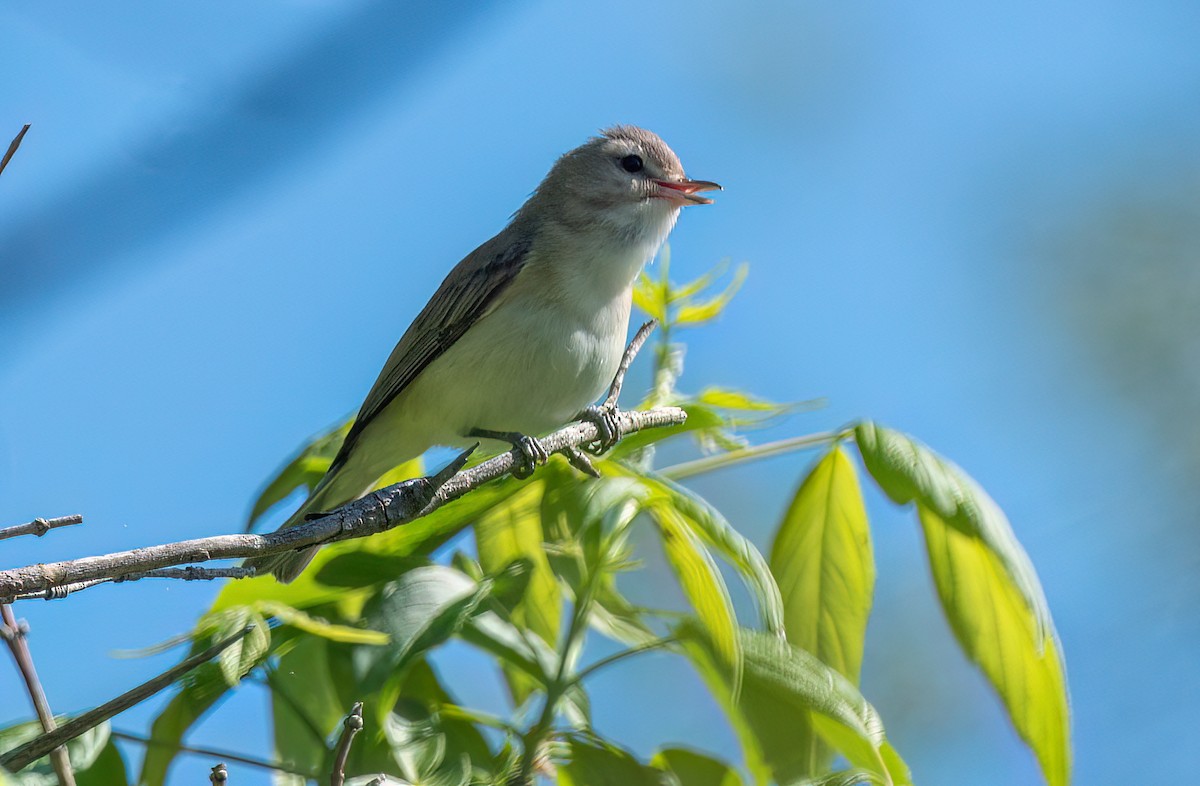 Warbling Vireo - Lori Monska