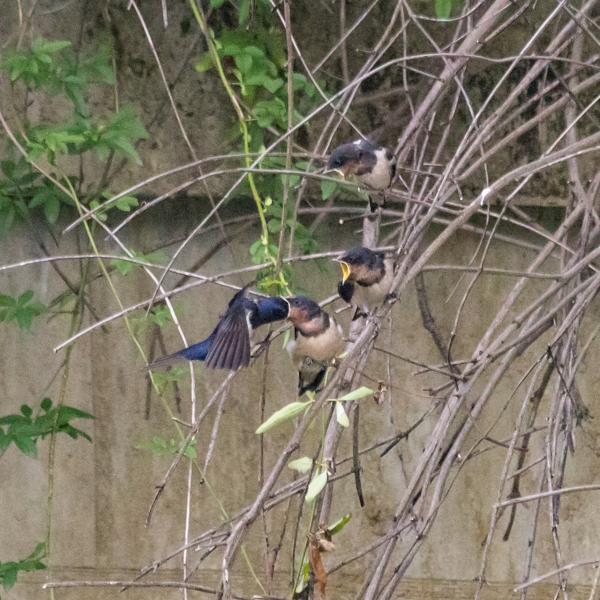 Barn Swallow - Rail Whisperer