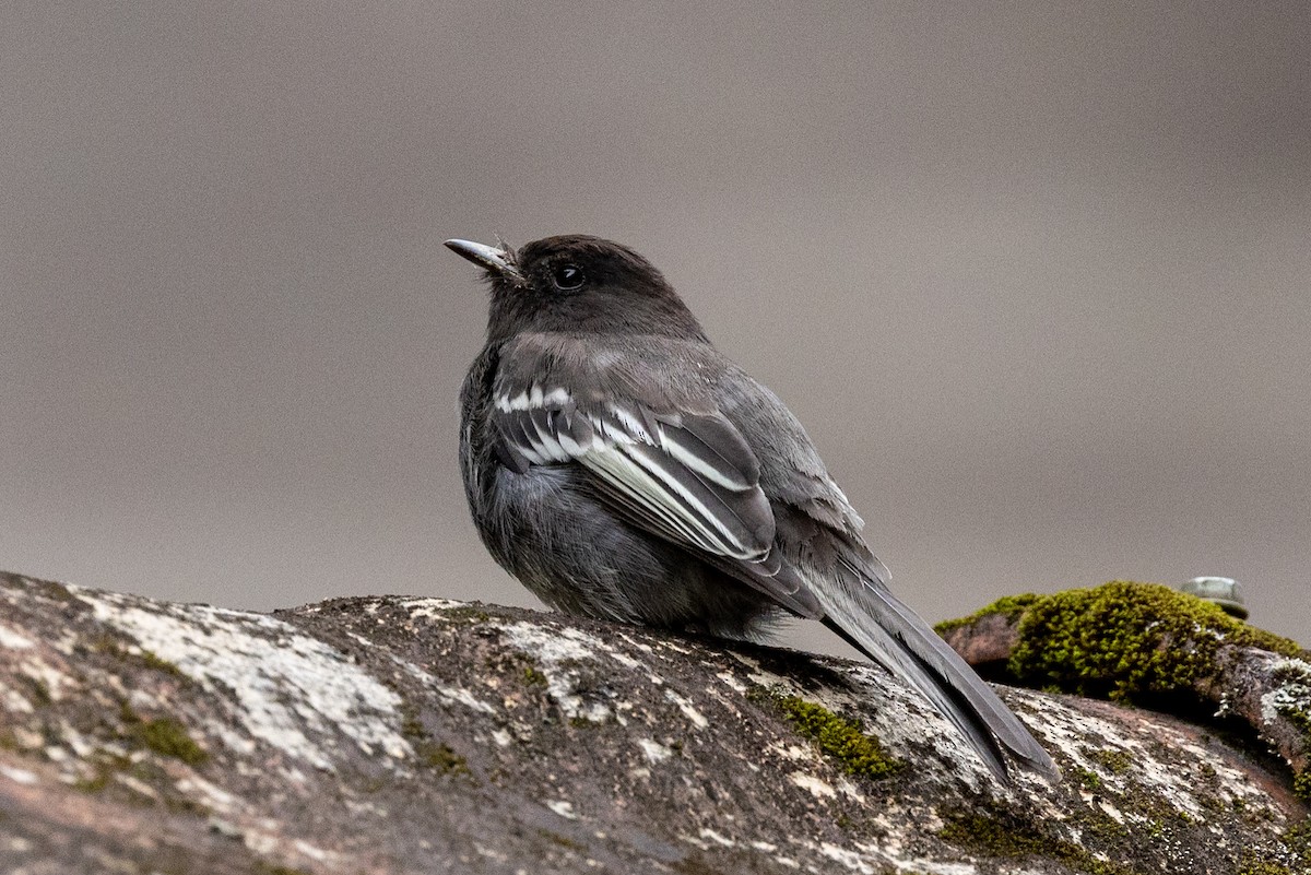 Black Phoebe - Lutz Duerselen