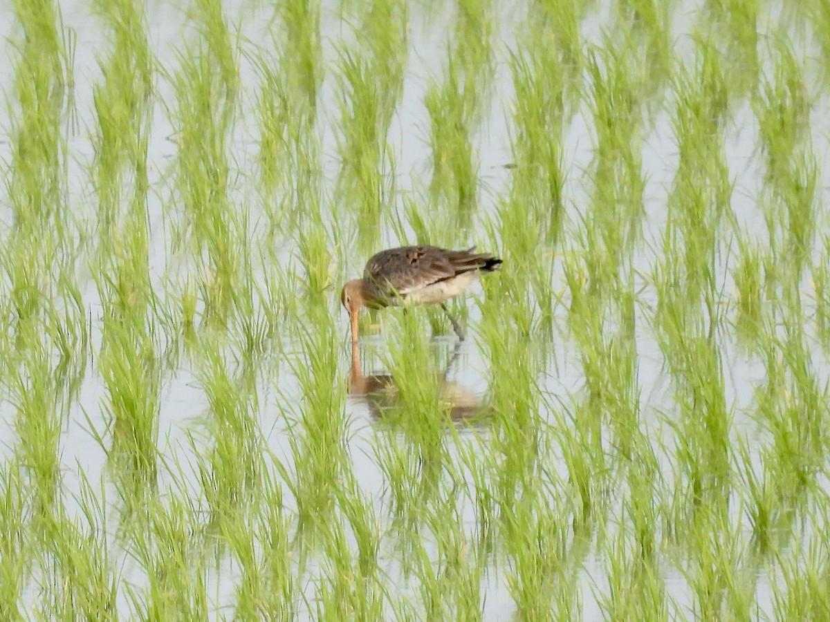 Bar-tailed Godwit - Stan Arnold