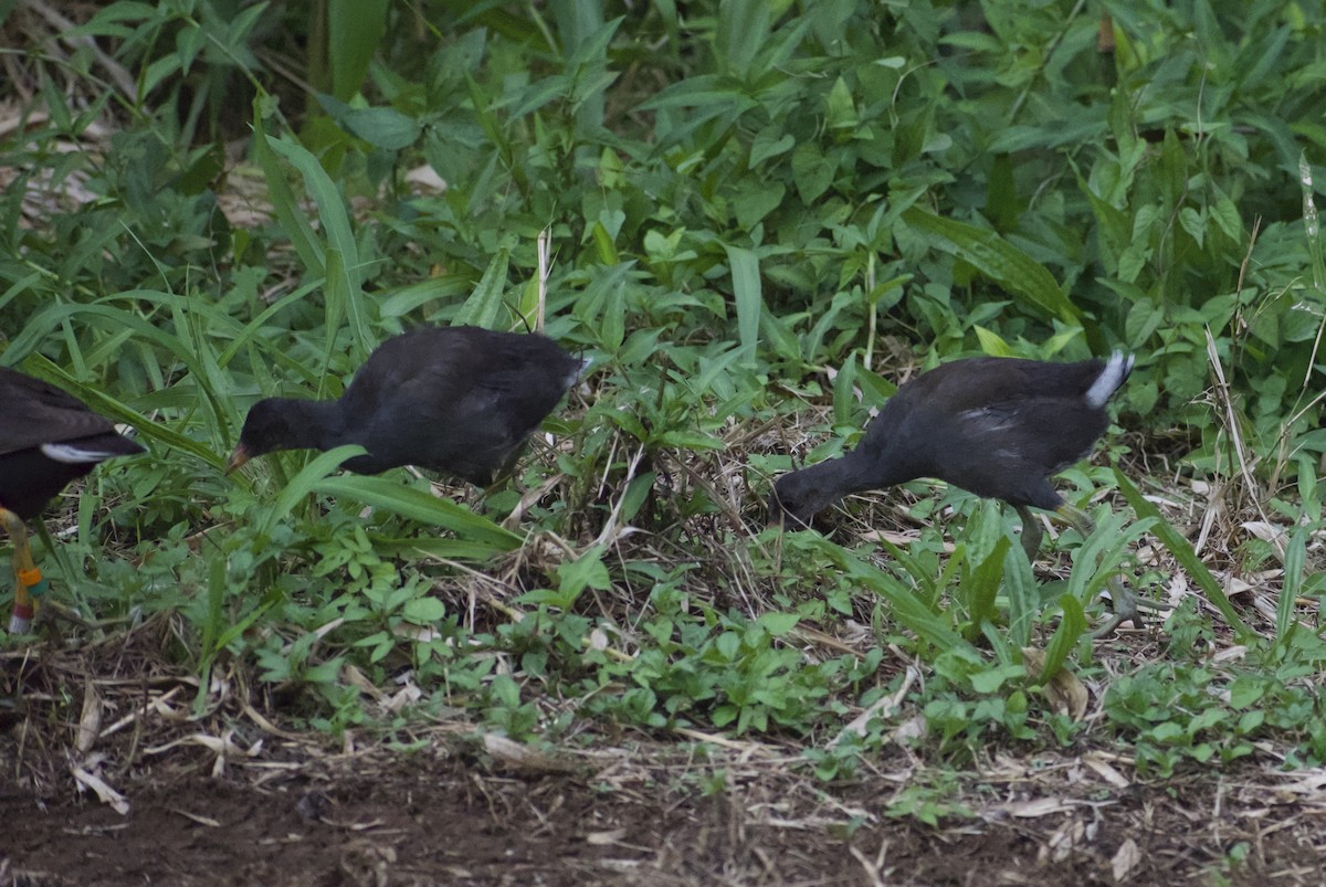 Common Gallinule (Hawaiian) - ML619520207